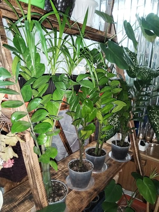 Растения комнатные