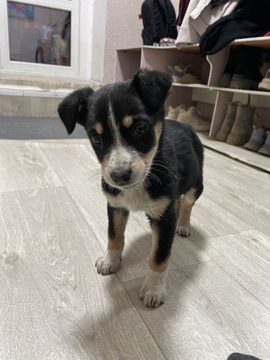 Отдам щенка в добрые руки