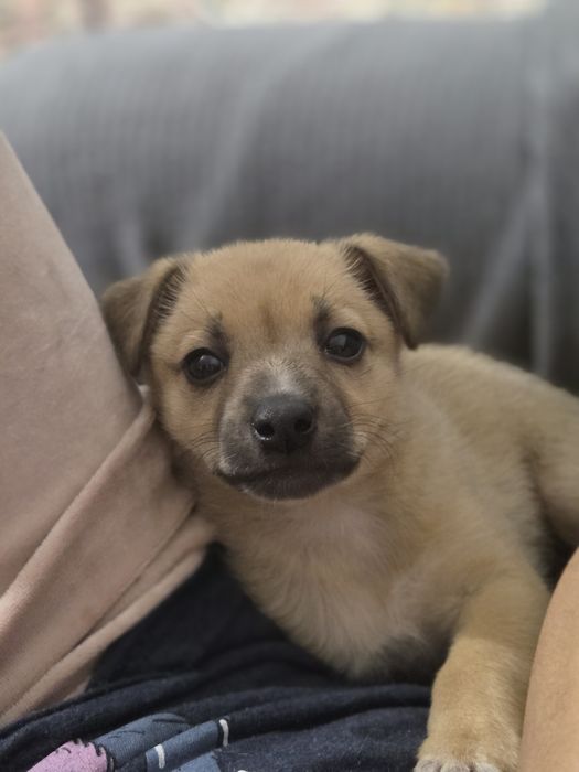 Отдам щенка собачка