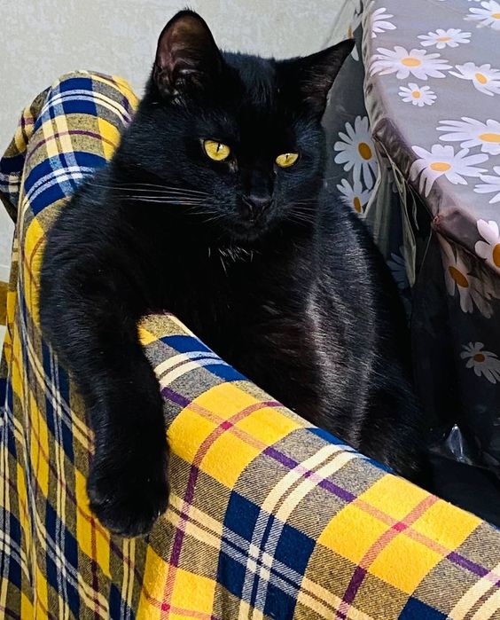 Отдам даром котят