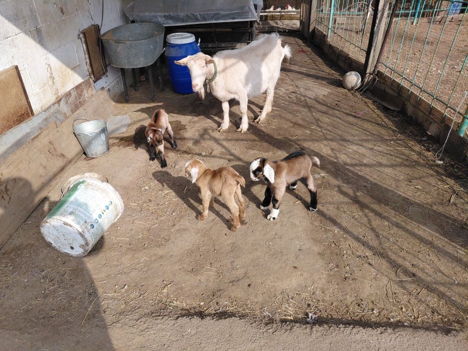 Лак сатылады. Прдается