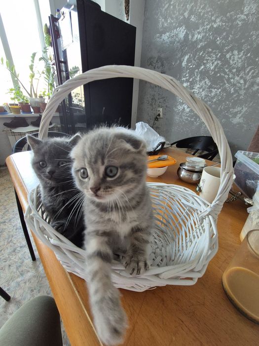 Продам породистых шотландских котят