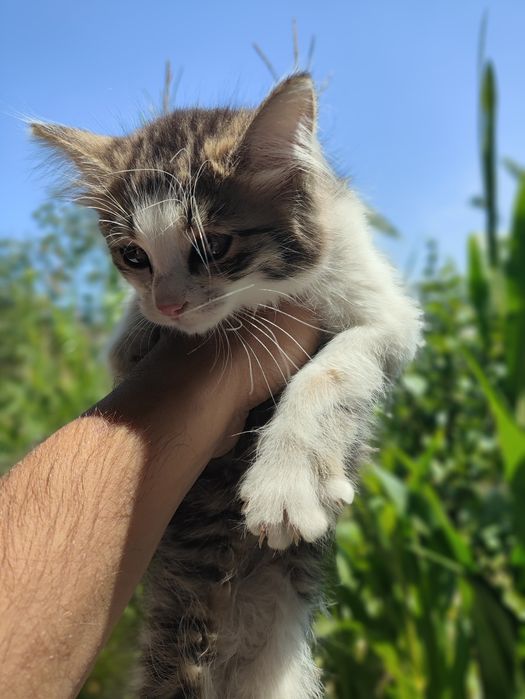 Mushuk bolalari hadya qilinadi, sharti boqaman degan insonlar olsin