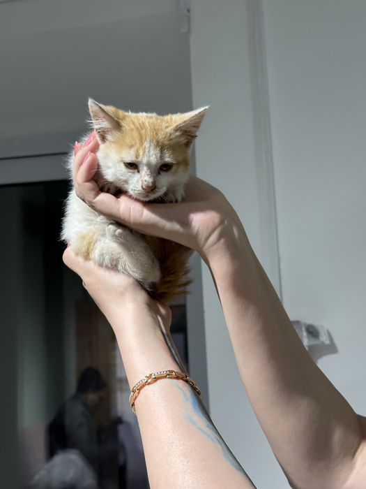 Отдам котенка в добрые руки