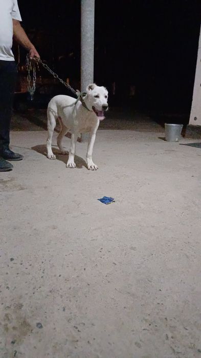 Алабай бойцовский