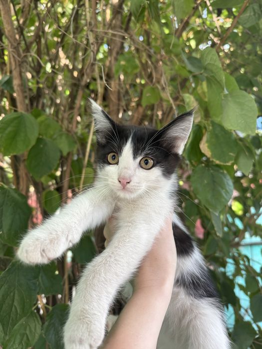 Отдам котят в добрые руки