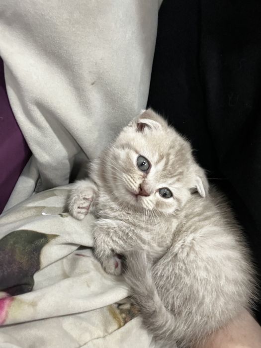 Скоттиш фолд 2 месяца