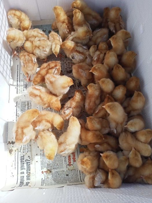 Продам цыплят ломан браун