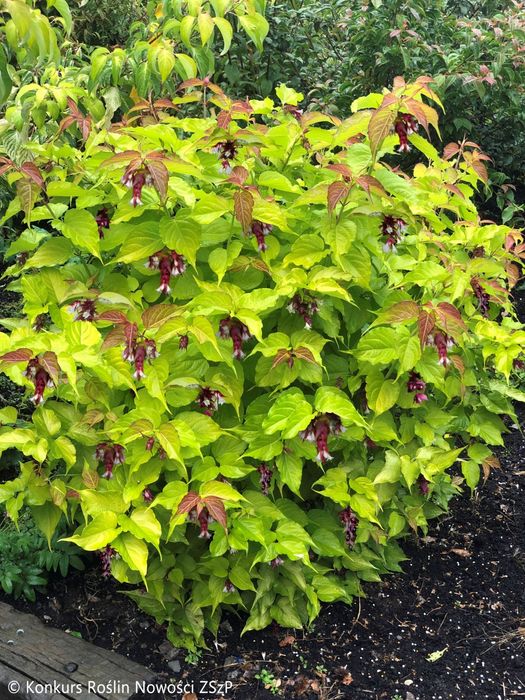 Фазаново дърво (Лейцестерия)