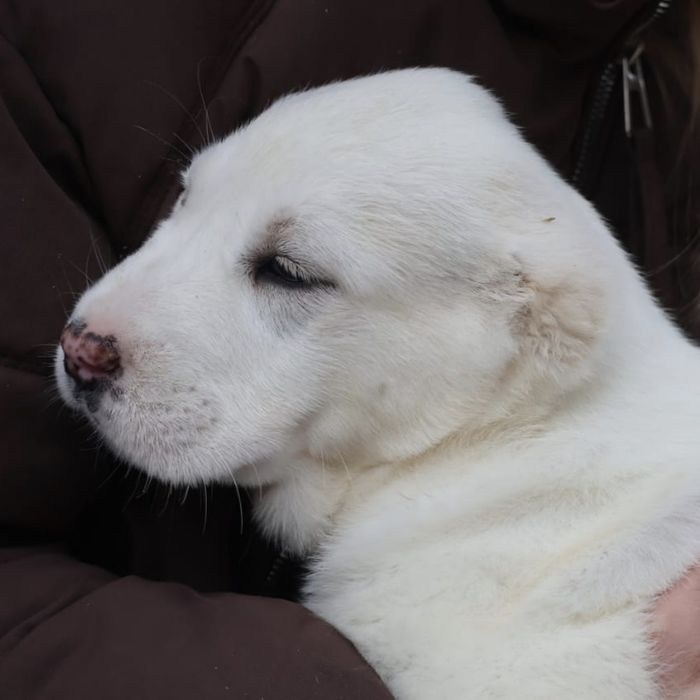 Питомник предлагает щенков Алабая
