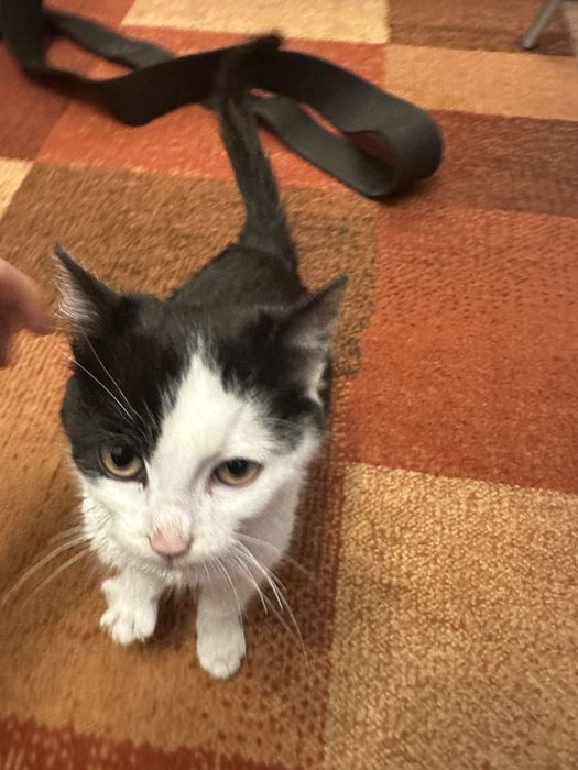 Donez pisica gratuit