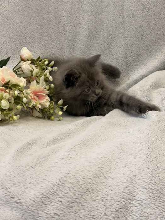 Продается котенок скотиш страйт 1 ,5 месяца бритиш