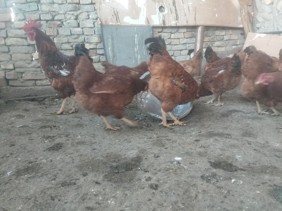 Тухум Ханка кизил товук