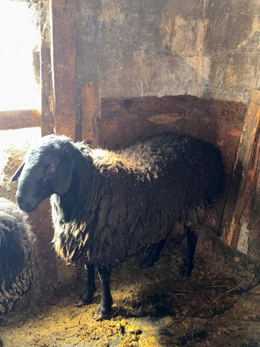 Продам бараны кошкары