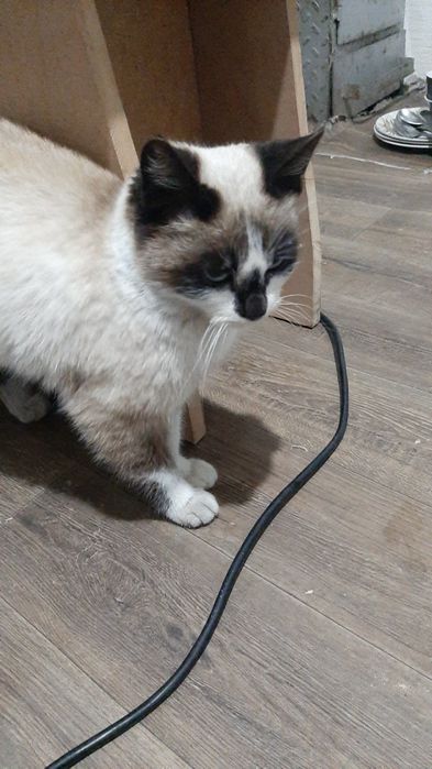 Отдам кошку подросток