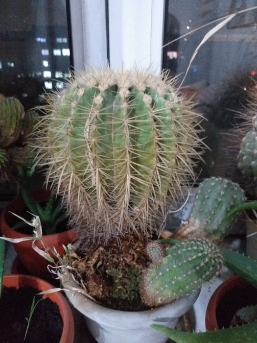 Домашние цветы и кактусы