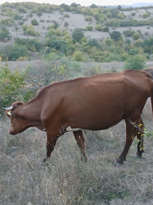 Продават се две юници на първо отелване