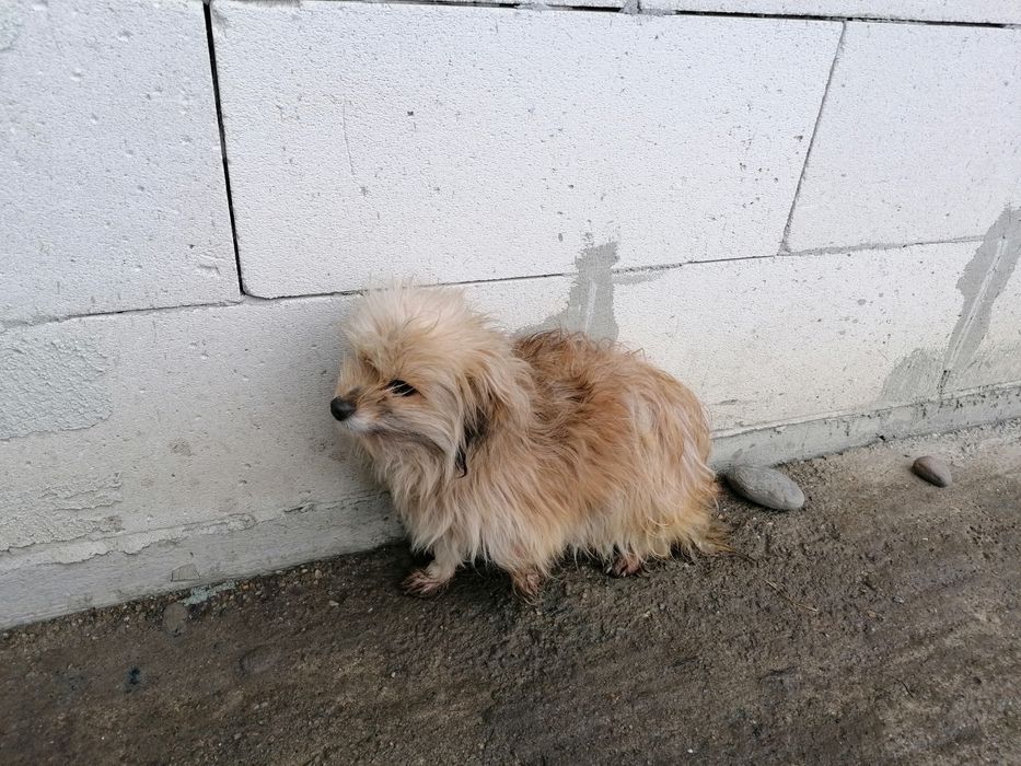 Donez mascul și femela.