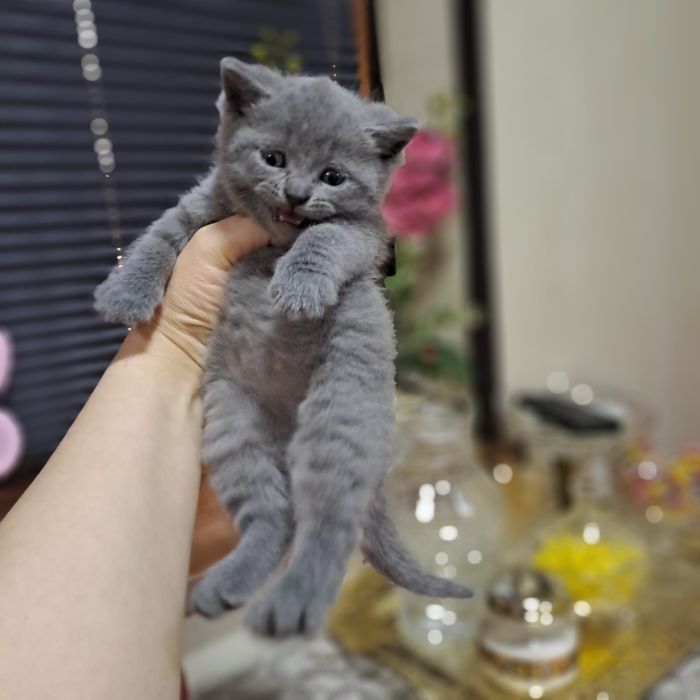 Котята от правильной вязки