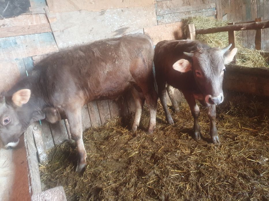 Vand  taurasi  bruni