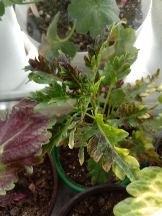 Комнатные цветы для вас