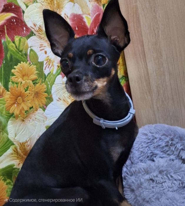 Щенки  пинчера-той