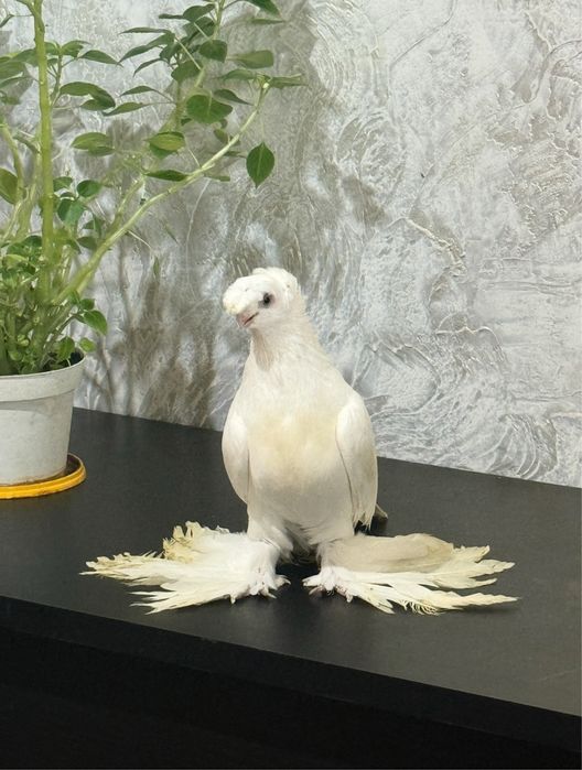 Голубь.            .          .