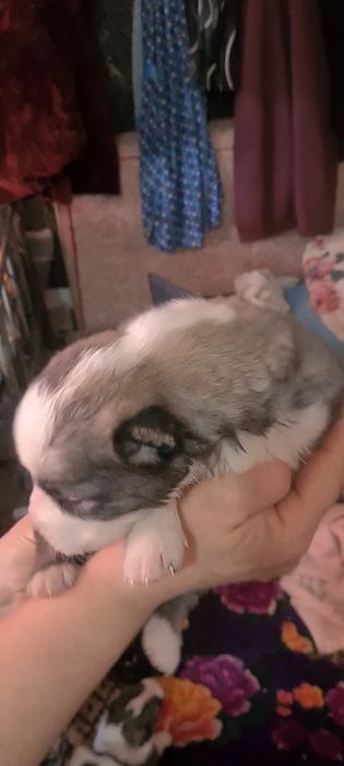 Күшік сатылады линия бар