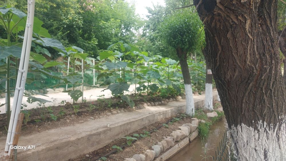 Павлония кучатлари