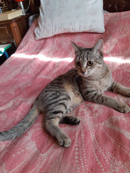 Здравствуйте отдам даром котят