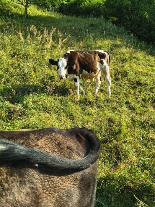 Vind 2  tăurași  unul angus unul bălțat pe negru tăurașii sunt castrații 10500 amândoi
