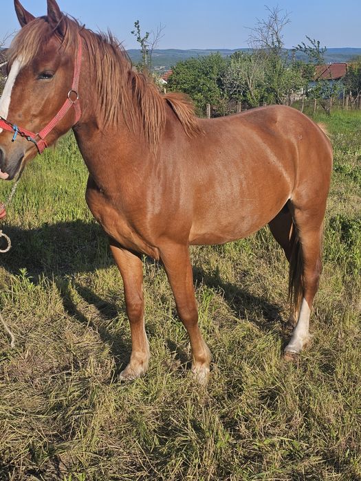 Mânz de doi ani învatat