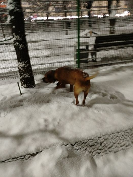 Найдена собака в ошейнике