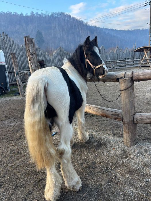 Armăsar Gypsy Vanner