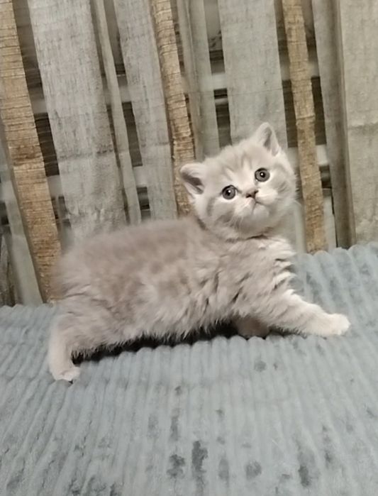 Девочка. Скоттиш страйт.