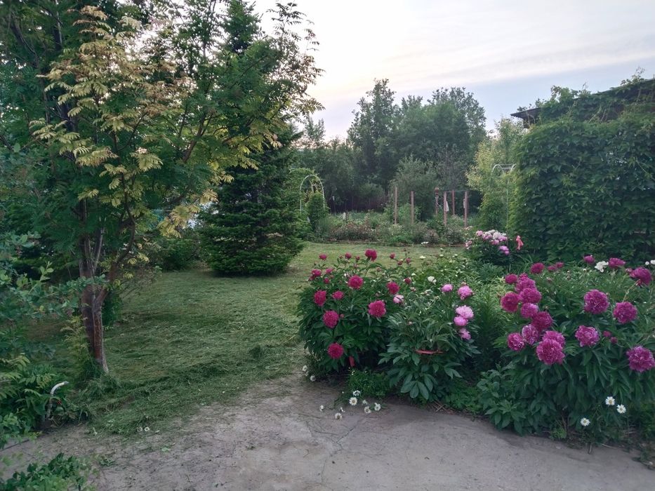 Косим траву тримером
