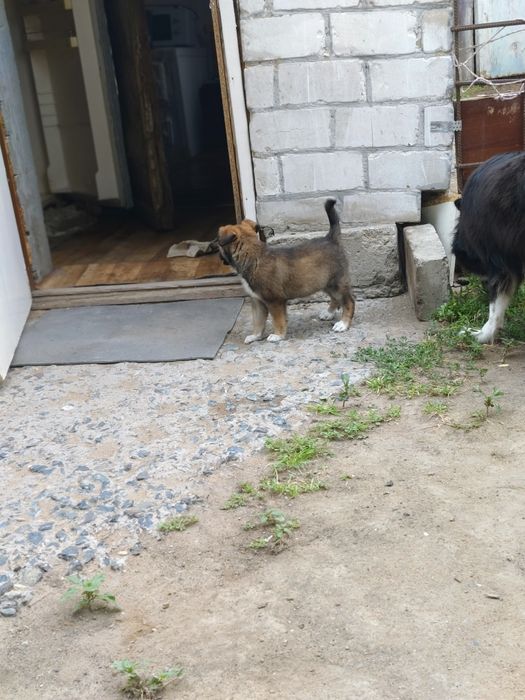 Отдам щенка,девочка 2 месяца