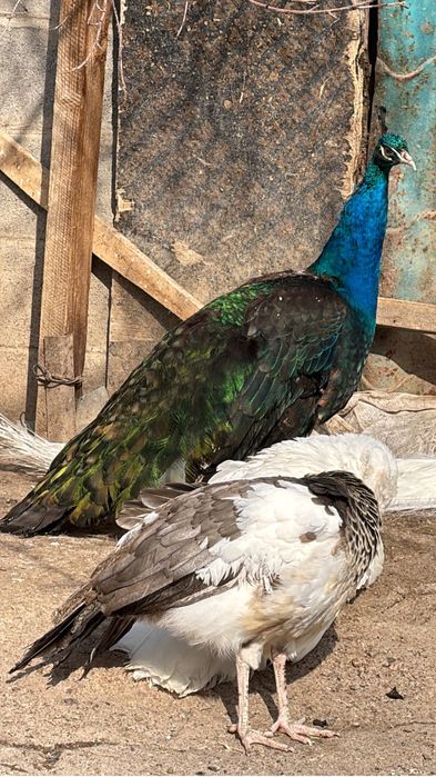 Черный павлин  молодой павлины