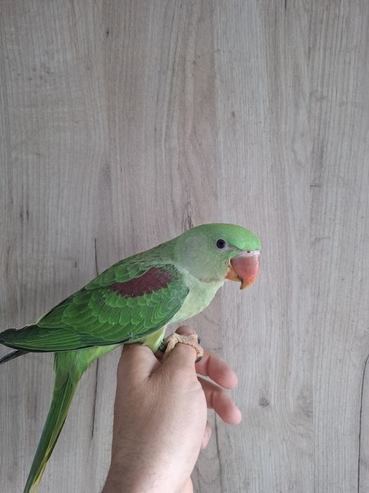 Marele Alexander cu test adn