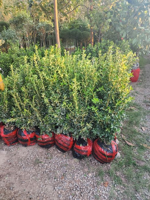 Xar xil turdagi kuchatlar bor boshlangʻich narx 70 mingdan