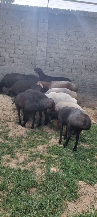 Qo'chqorlar. Qurbonlik.