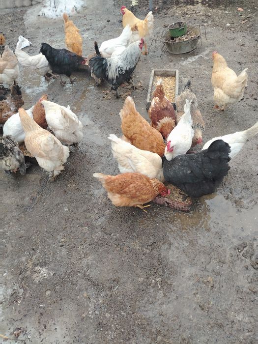 Тауықтар сатылады