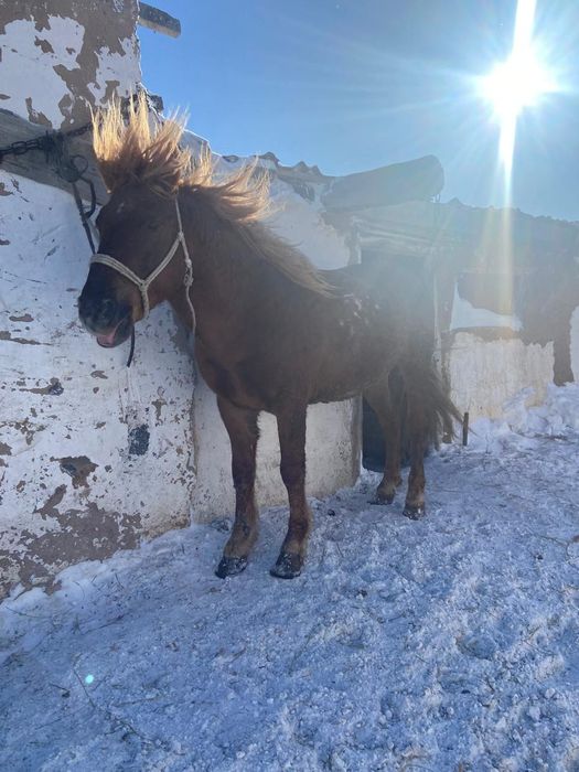 Сумма , перевод,