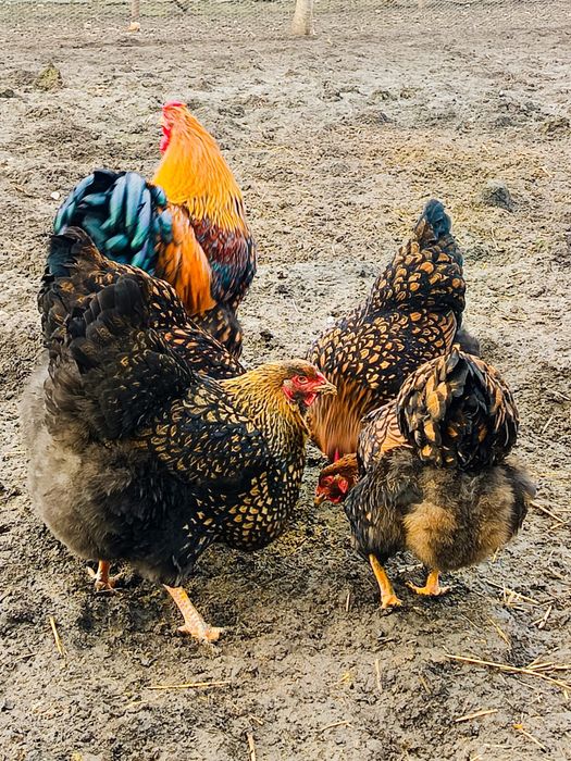 Ouă incubat găini wiandotte