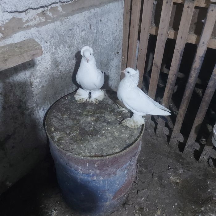 Чернахвость чубати обрезные старапародный