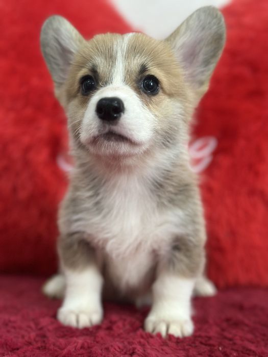 Девочки вельш корги пемброк