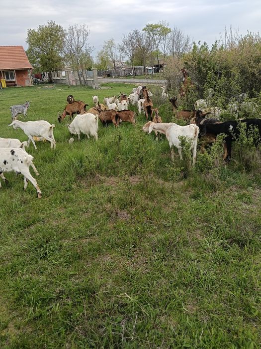 Vind capre și iedute