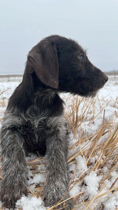 Дратхар сатылады