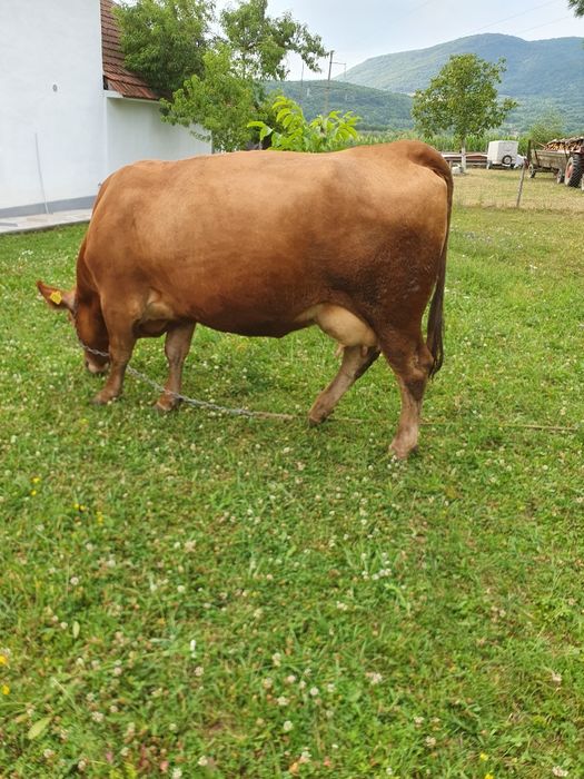 Vaca cu vitea de vanzare
