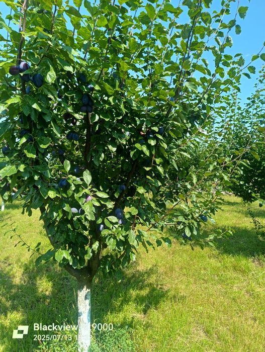 Prune naturale,romanesti,carnoase si zemoase